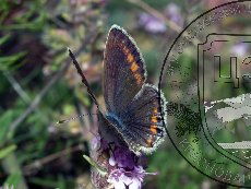 Сефир кубанский 002